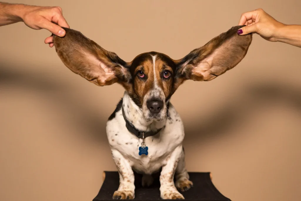 A dog with large ears sitting on top of a table.